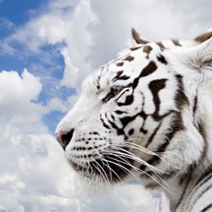 Maestoso Tigre Bianco