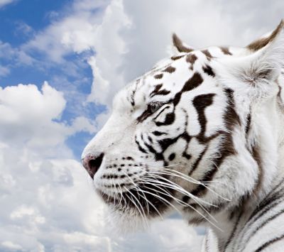 Maestoso Tigre Bianco - wallpaper preview