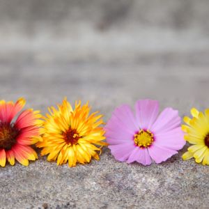 Composizione di Fiori Colorati