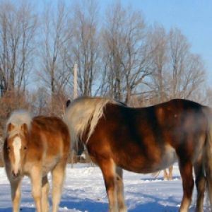 Bellissimi Cavalli nella Neve