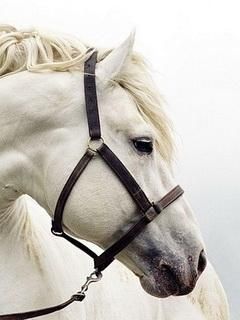 Maestoso Cavallo Bianco - wallpaper preview