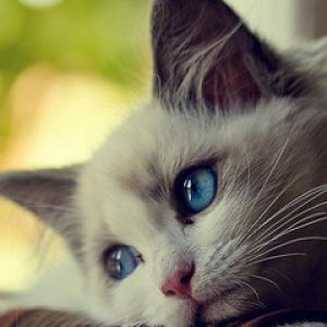 Gatto Carino con Occhi Blu