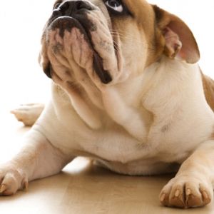 Bulldog Carino in Riposo