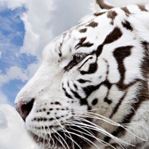 Profil di Tigre Bianca