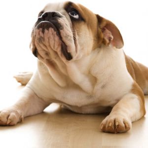Bulldog Adorabile che Riposa