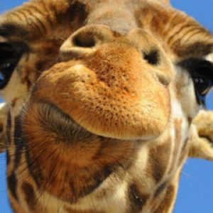 Ritratto ravvicinato di una giraffa