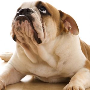 Cucciolo Bulldog Adorabile