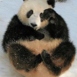 Panda Carina Seduta