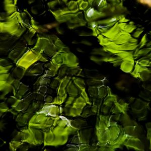 Riflessione Verde della Natura