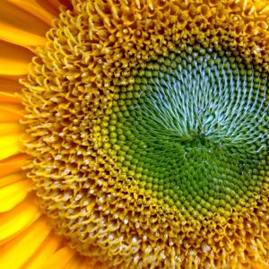 Primo piano di un girasole vibrante