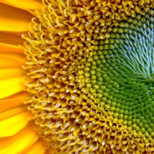 Primo piano di girasole vibrante