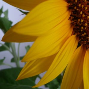 Primo Piano di Girasole