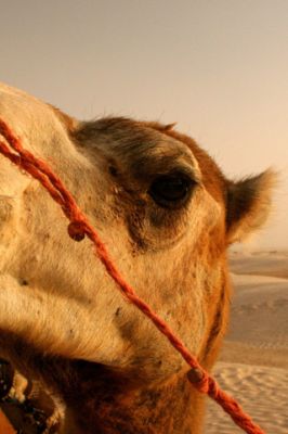 Primo piano di un cammello nel deserto - wallpaper preview