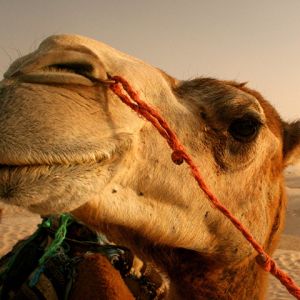 Primo piano di un cammello nel deserto