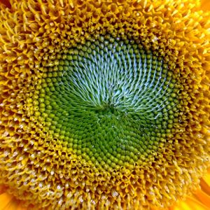 Primo piano di un girasole vibrante