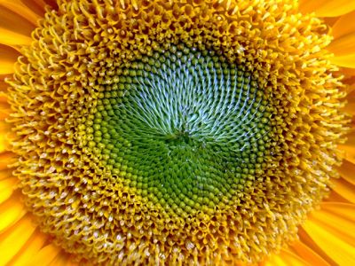 Primo piano di un girasole vibrante - wallpaper preview