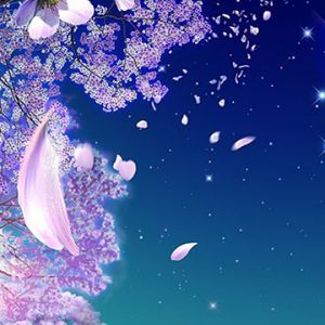 Bella Notte di Fiori di Ciliegio