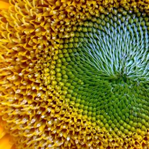 Primo piano di girasole vibrante