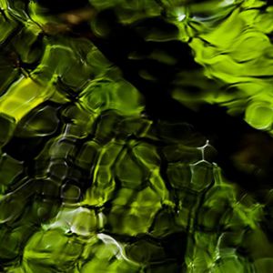 Riflessione Verde della Natura