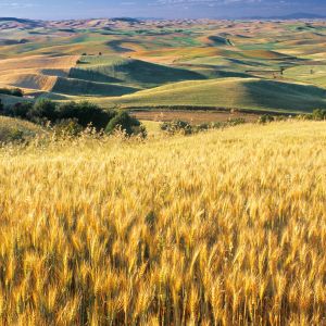 Campi di Grano Dorato