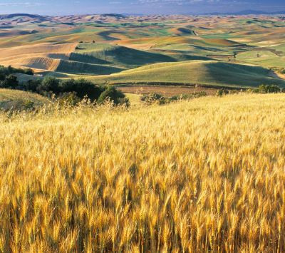 Campi di Grano Dorato - wallpaper preview