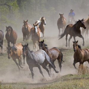 Cavalli Selvaggi in Corsa