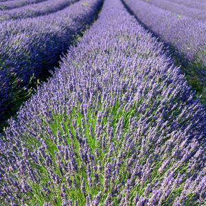 Campi di Lavanda in Fiore