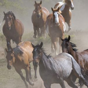 Cavalli Selvaggi in Corsa