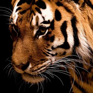 Maestoso Primo Piano di Tigre