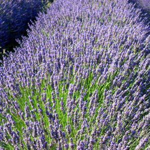 Campi di Lavanda in Fiore