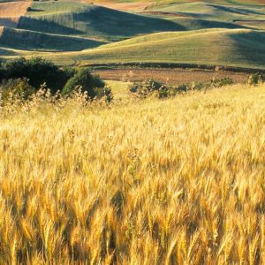 Campi di grano dorato