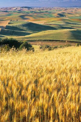 Campi di grano dorato - wallpaper preview