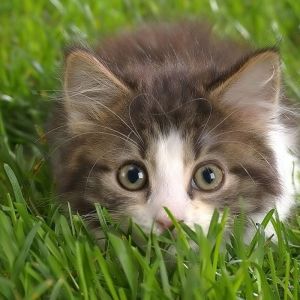 Gattino Carino nell'Erba