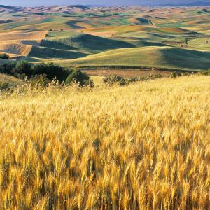 Campi di Grano Dorato