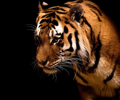 Ritratto di una Tigre Maestosa - wallpaper preview