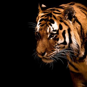 Primo Piano di una Tigre Maestosa