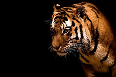 Primo Piano di una Tigre Maestosa - wallpaper preview