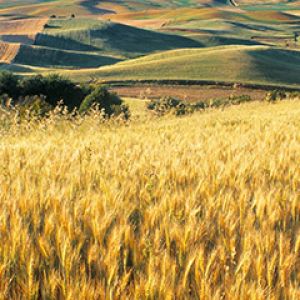 Campi di Grano Dorato