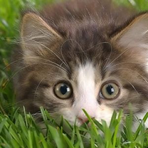 Gattino Carino nell'Erba
