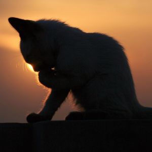 Silhouette di un Gatto al Tramonto