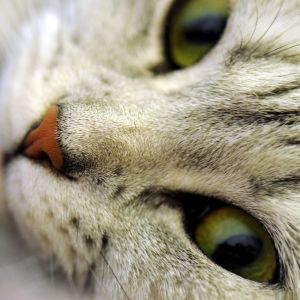 Occhi di Gatto in Primo Piano