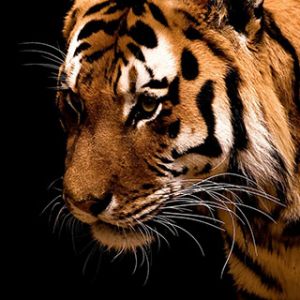 Maestoso Primo Piano di Tigre
