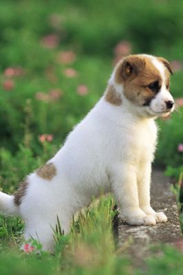 Cucciolo Carino nel Campo Verde - wallpaper preview