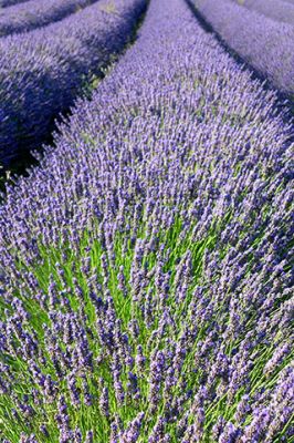 Campi di Lavanda in Fiore - wallpaper preview