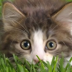 Gattino Carino nell'Erba