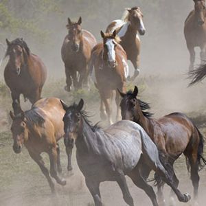 Cavalli in Corsa nella Natura
