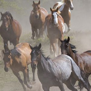 Cavalli Selvaggi in Corsa