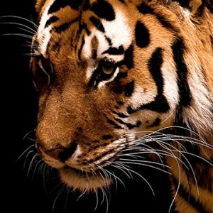 Primo Piano di una Tigre Maestosa