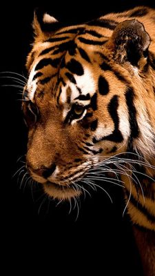 Primo Piano di una Tigre Maestosa - wallpaper preview