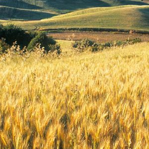 Campi di grano dorato
